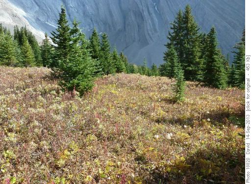 Upper Meadows