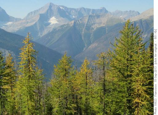 Larches @Vermillion-Haffner's col