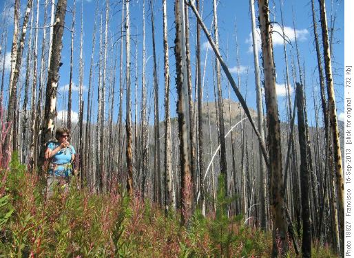 Bushwacking in open forest