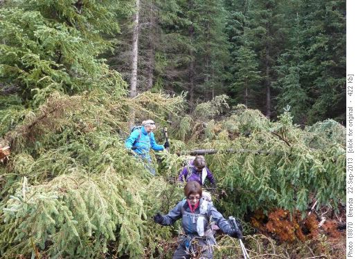 Emerging from the log jam we crossed the creek on