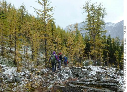 In the larches on the Ridge
