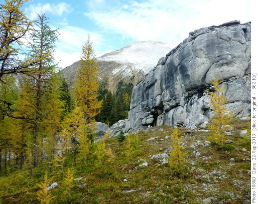 Larches at Elephant Rocks