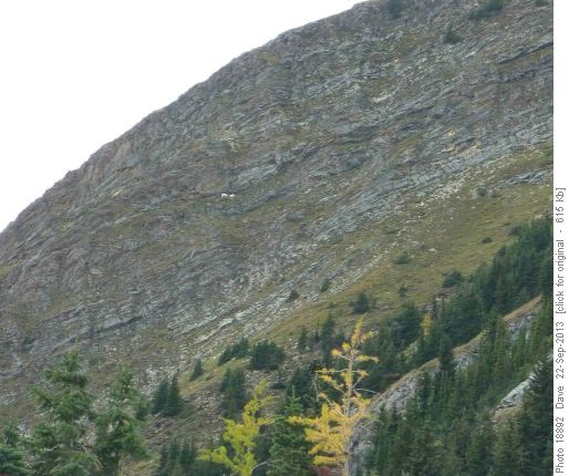 Success, 2 goats, nanny and kid on cliff band
