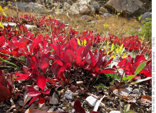 Alpine Bearberry (Arctostaphylos rubra)