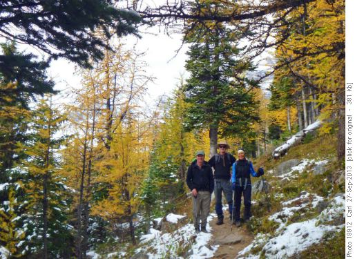 Through the larches