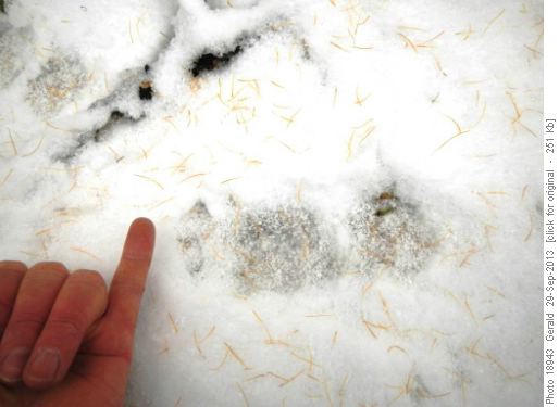 Yeti or Wolverine?