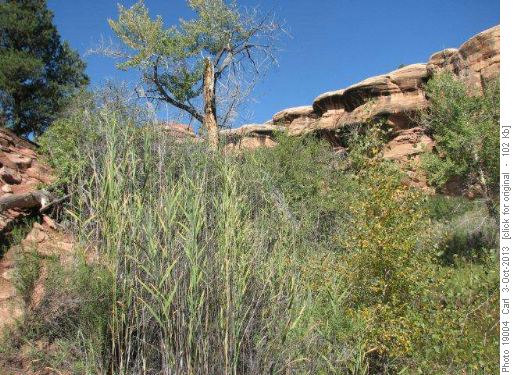 The grass in Lost Canyon was 10 feet high!