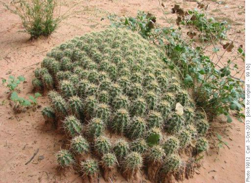 Hedgehog cactus in White Canyon
