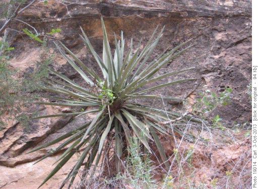 Yucca in White Canyon