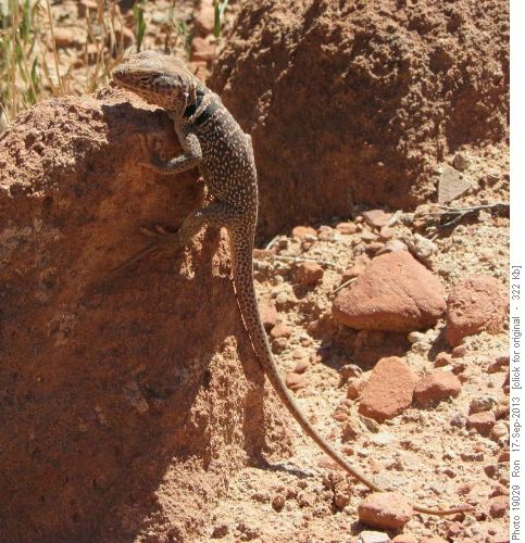 Collared lizard on the Murphy trail