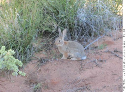Desert Cottontail