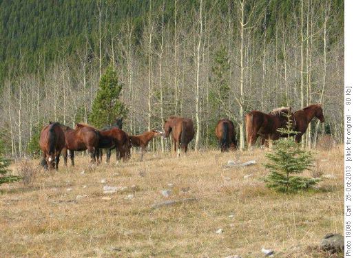 The Mustang Hills herd of feral horses