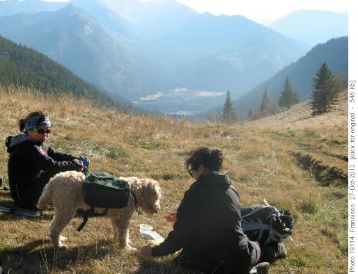 Isaak the mountain dog .