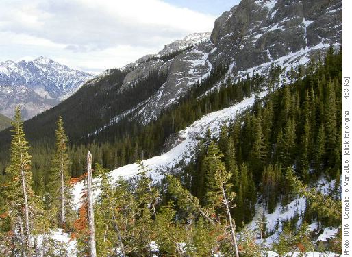 Consolidated Avalanche 2 Debris South of Bourgeau / Wolverine Ck