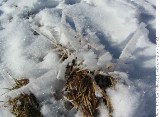 Hoar frost on grass stalks
