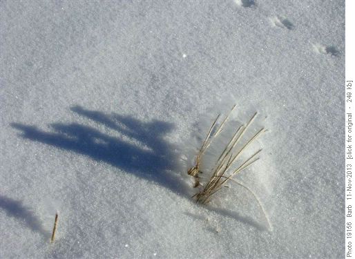 Hoarfrost on grass