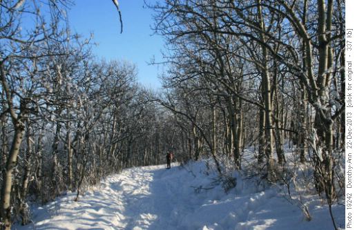 Aspen trail with the tree frosting almost gone