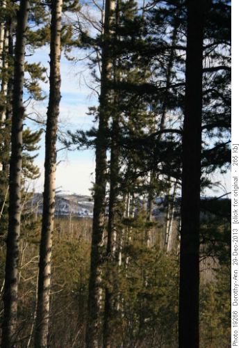South view from among the trees