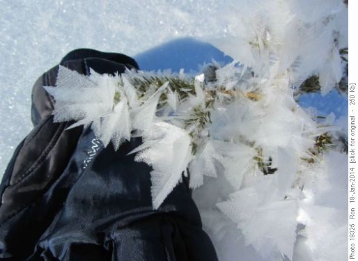 Feathery frost crystals on the Marushka Lake trail