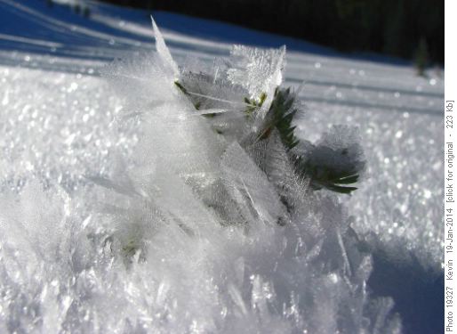 Snow feathers in the meadows