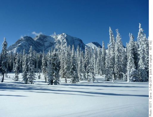 Winter wonderland with Mt. Fox in the background