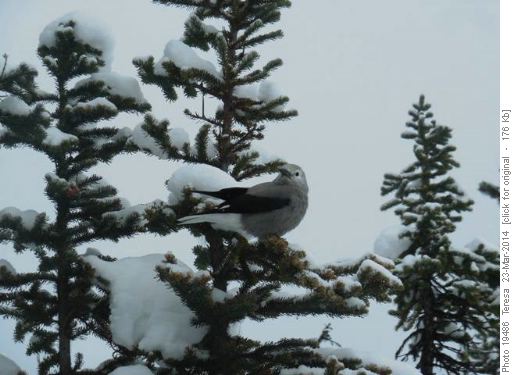 Photogenic Clark's Nutcracker