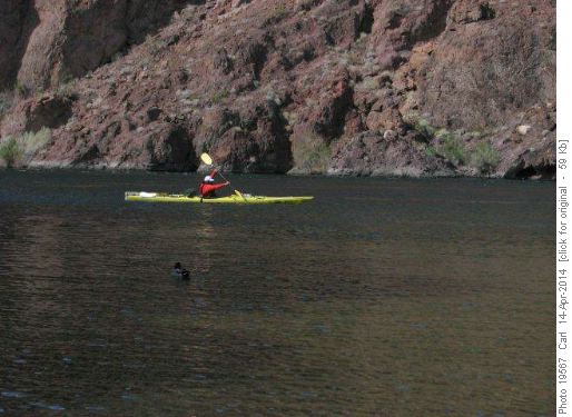Kayacker and duck on Colorado River