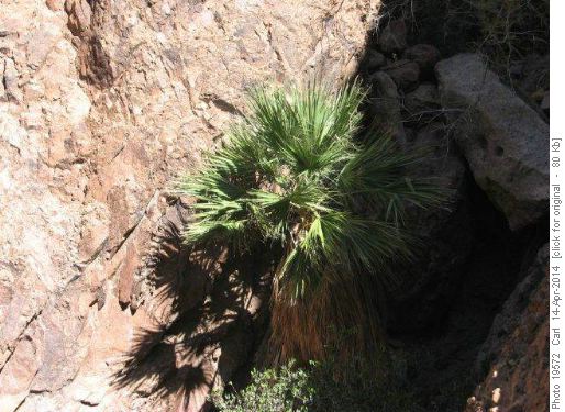 California Fan Palm