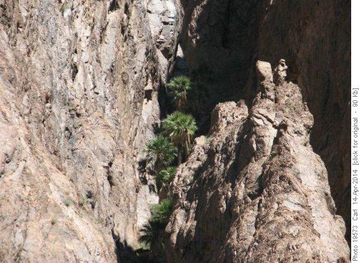 The palms in Palm Canyon