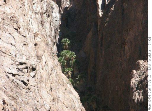 The palms in Palm Canyon