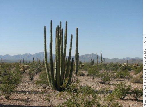 Organ Pipe Cactus
