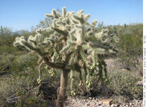 Chain Fruit Cholla Cactus