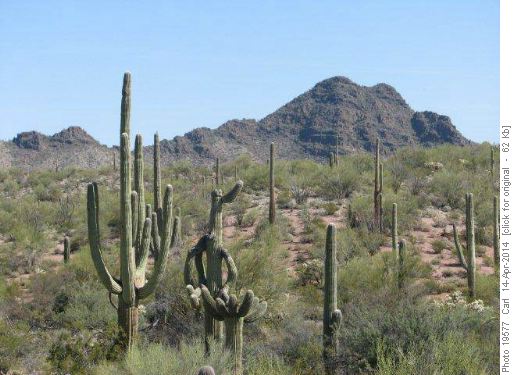 Saguaro Cactus