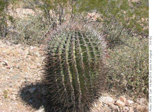 Barrel Cactus