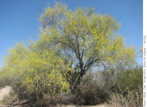 Palo Verde
