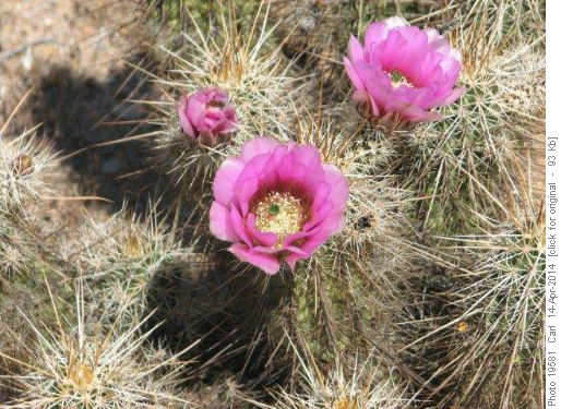 Strawberry Hedgehog Cactus