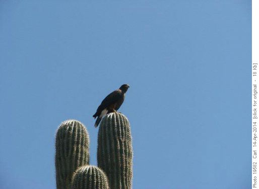 Harris Hawk