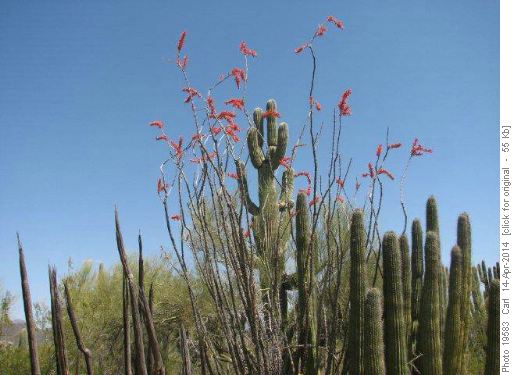 Ocotillo