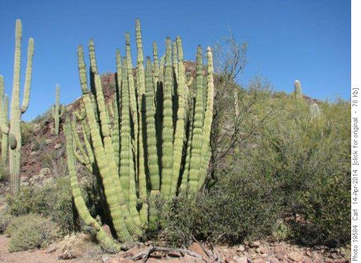 Organ Pipe Cactus