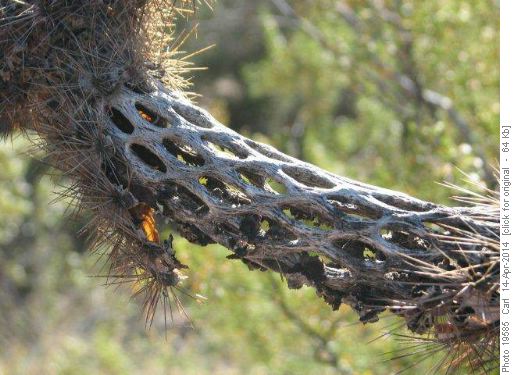 Cholla skeleton