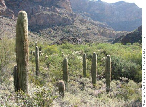 Saguaro Cactus in Estes Canyon