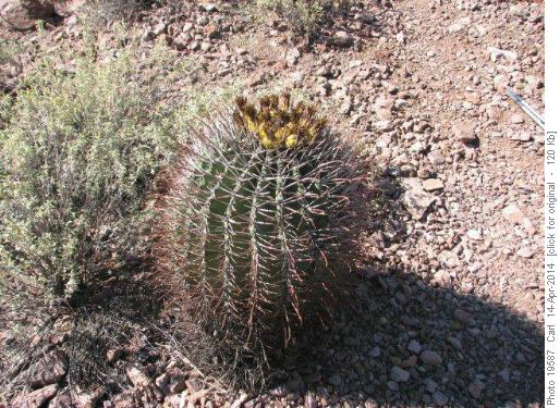 Fish Hook Barrel Cactus