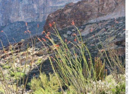 Ocotillo