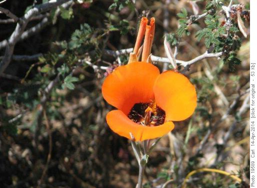 Wild flower