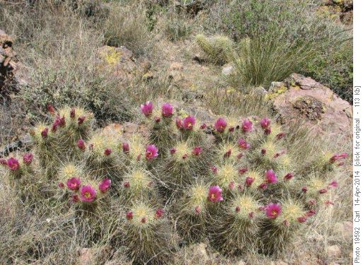 Strawberry Hedgehog Cactus