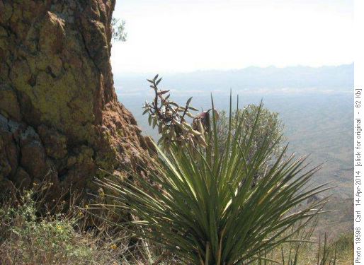 Yucca