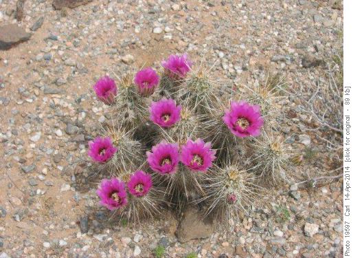 Strawberry Hedgehog Cactus