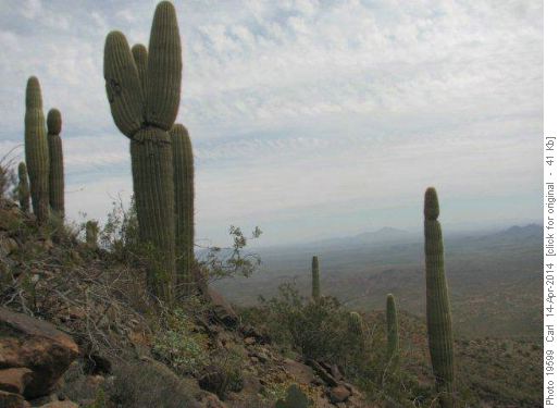Saguaro on Table Top