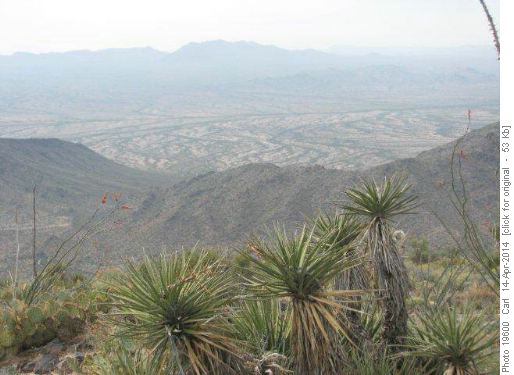 Yucca on Table Top summit