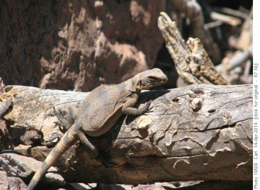 Chuckwalla Lizard